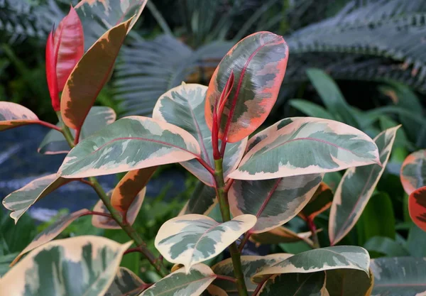 Multicolore di fogliame bianco, verde e rosso della pianta di gomma Rubino — Foto Stock