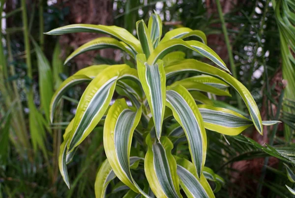 Stunning yellow and green color leaves of Dracaena Lemon Surprise, a tropical plant — Stock Photo, Image