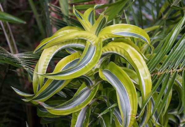 Oszałamiający kolor liści i liści Dracaena Lemon Surprise, tropikalnej rośliny — Zdjęcie stockowe