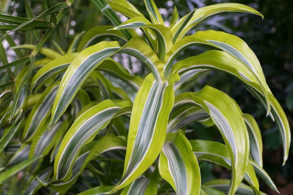 Lindas folhas de cor amarela e verde de Dracaena Lemon Surprise, uma planta tropical — Fotografia de Stock