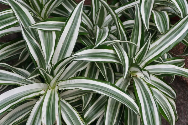 White and green color leaves of Dracaena White Bird, a tropical plant