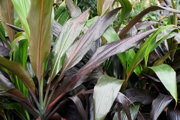 Multicolor van Ti-Plant Black Magic, een tropische plant met wetenschappelijke naam Cordyline Fruticosa — Stockfoto