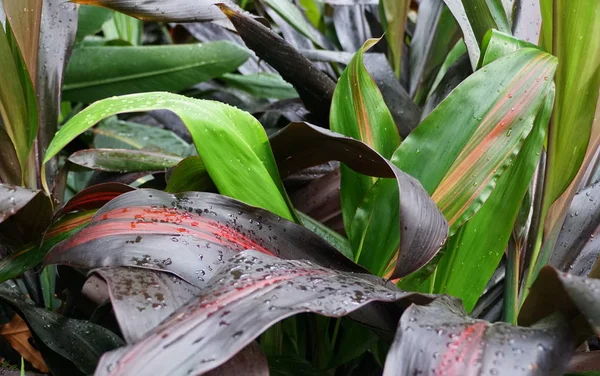 Color mixto de Ti-Plant Black Magic, una planta tropical con nombre científico Cordyline Fruticosa —  Fotos de Stock
