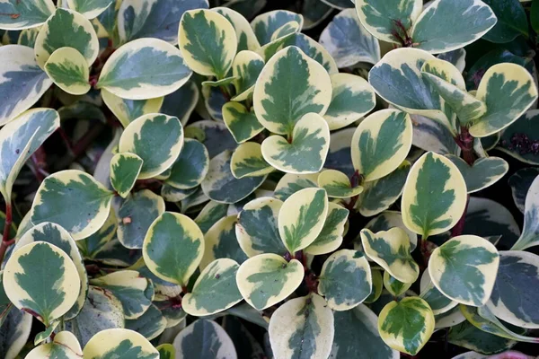 Foglie bianche e verdi di Oval-Leaf Peperomia Variegata, una pianta tropicale — Foto Stock