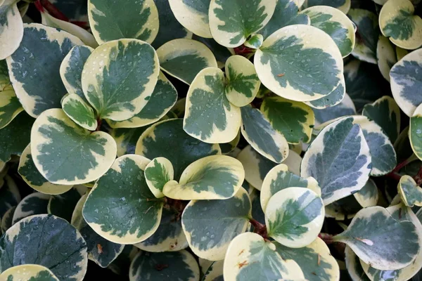 白と緑の混合色の楕円形の葉のPeperomia Variegata 、熱帯植物 — ストック写真