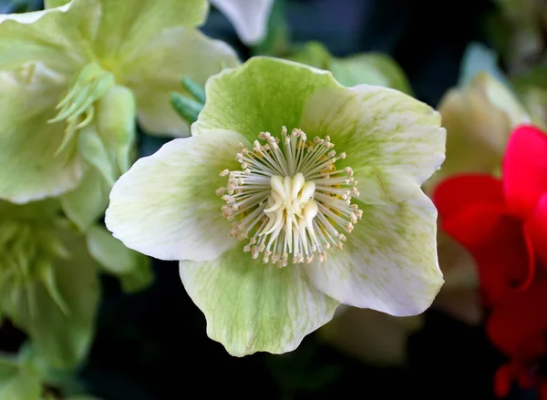 Limonkowy zielony kwiat Bożonarodzeniowej Róży, jaskra roślina z Europy — Zdjęcie stockowe