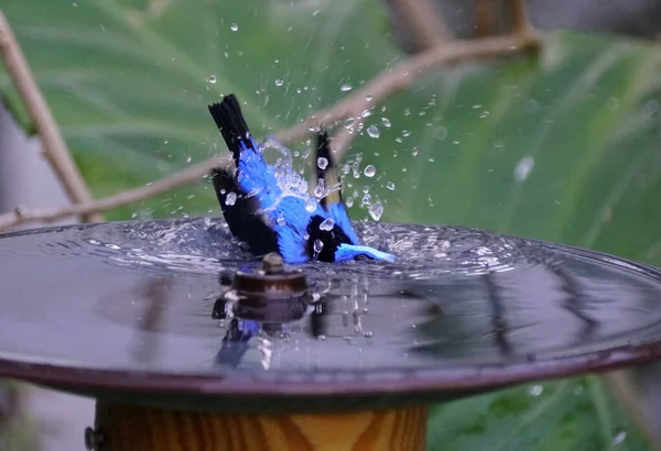 A yellow legged honeycreeper bird splashing water on the bird bath — Stock Photo, Image