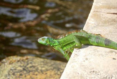 Fort Lauderdale Sahili yakınlarında yeşil bir iguana, Florida, ABD
