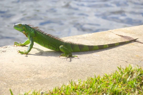 A green iguana by the bay near Fort Lauderdale Beach, Florida, U.S.A — 스톡 사진