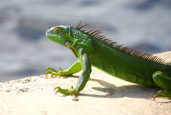 Una iguana verde junto a la bahía cerca de Fort Lauderdale Beach, Florida, EE.UU. — Foto de Stock