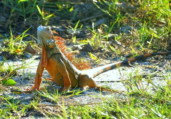 Una iguana roja en el suelo cerca de Dania Beach, Florida, EE.UU. —  Fotos de Stock
