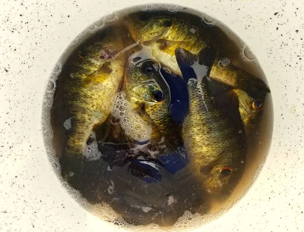 Vielfalt an Süßwasserfischen, die aus dem Fluss bei den Hafeneverglades, Florida, usw. gefangen werden — Stockfoto
