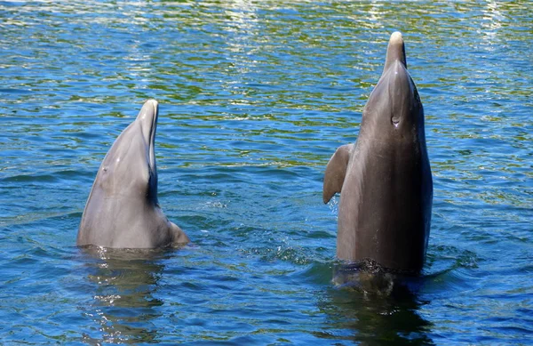 Két delfin ugrál a vízbe. — Stock Fotó