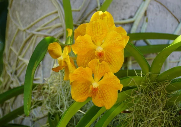 Belle grappe de fleurs d'orchidée jaune — Photo