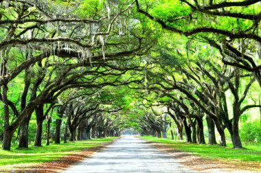 Wormsloe Tarihi Bölgesi, Georgia, ABD yakınlarında canlı meşe ağaçları ve İspanyol yosunları tarafından korunan nefes kesici bir yol.
