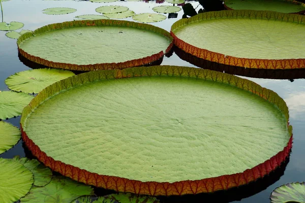 Bandeja de agua Longwood grandes plantas de almohadilla Lily —  Fotos de Stock