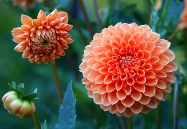 Belle fleur de Dahlia orange avec de superbes motifs — Photo