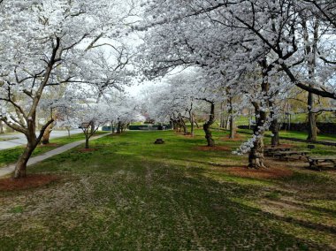 Brandywine Park, Wilmington, Delaware, ABD 'de çiçek açan beyaz kiraz ağaçlarının manzarası.