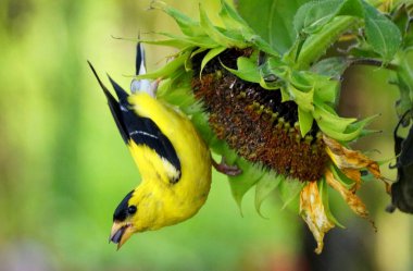 A beautiful American Goldfinch eating sunflower seeds in the summer clipart