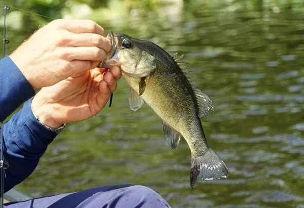 A fisherman holding a largemouth bass before being released in the water — 스톡 사진