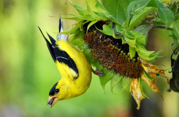 Un beau Chardonneret d'Amérique mangeant des graines de tournesol en été — Photo