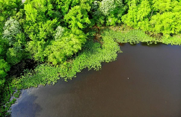 La vista aérea de los árboles verdes y plantas acuáticas a lo largo de Becks Pond, Newark, Delaware, EE.UU. — Foto de Stock