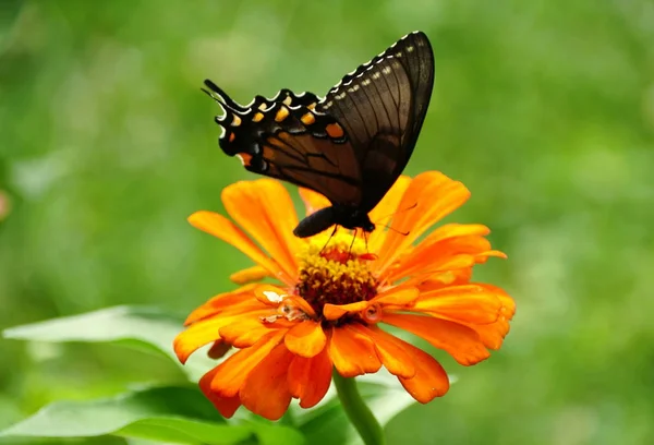 Uma borboleta de rabo de andorinha preta polinizando uma flor de zinnia laranja — Fotografia de Stock