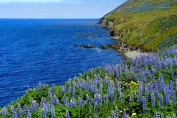 Spettacolare vista delle scogliere coperte di fiori di lupino viola in estate vicino Olafsfjordur, Islanda — Foto Stock