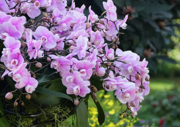 Krásné květy světle fialové orchideje Dendrobium — Stock fotografie