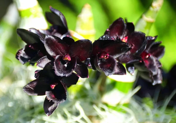 Уникальный темный цветок орхидей черного жемчуга — стоковое фото