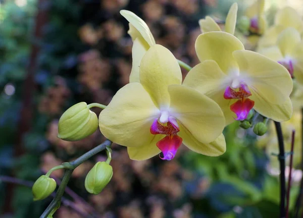 Belle couleur jaune clair et violet orchidées Dendrobium — Photo