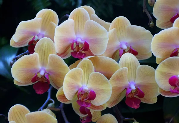 Hermosas orquídeas de color amarillo claro y púrpura Dendrobium —  Fotos de Stock