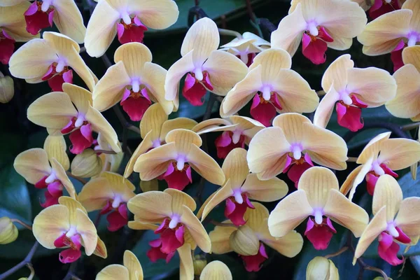 Belle couleur jaune clair et violet orchidées Dendrobium — Photo