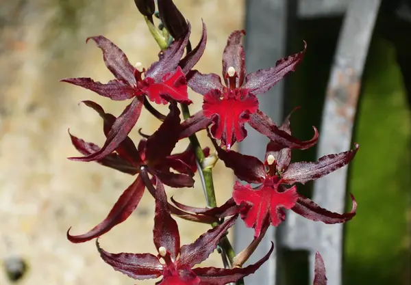 Красивые темные орхидеи Colmanara Masai Red — стоковое фото