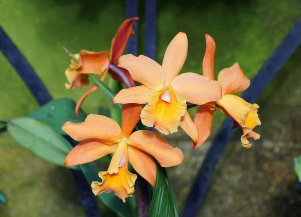 Orangefarbene Farbe der brassolaelio cattleya golden tang Orchideen — Stockfoto