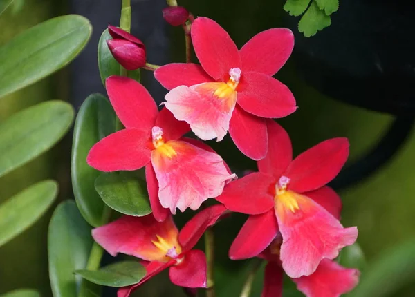 Красный и розовый цвет межвидовых гибридных орхидей Онцидия — стоковое фото