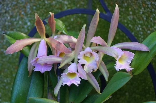 Helle violette und weiße Farbe der winzigen cattleya Orchideen — Stockfoto