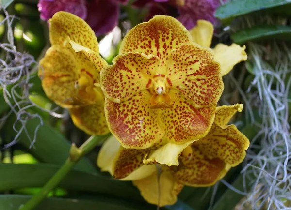 Schöner Haufen gelber Vanda-Orchideen — Stockfoto