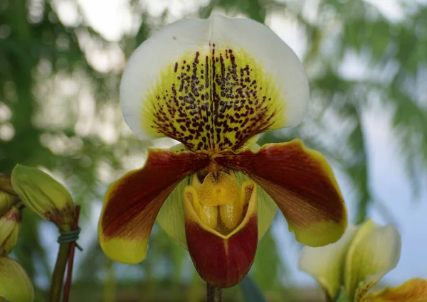 Belle fleur pourpre, jaune et blanche d'orchidée de paphiopedilum — Photo