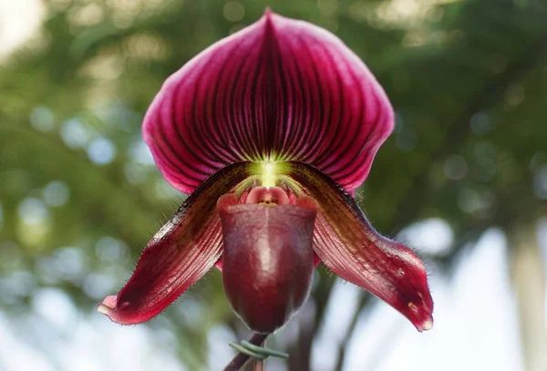 Bellissimo fiore di orchidea paphiopedilum viola e bianco — Foto Stock