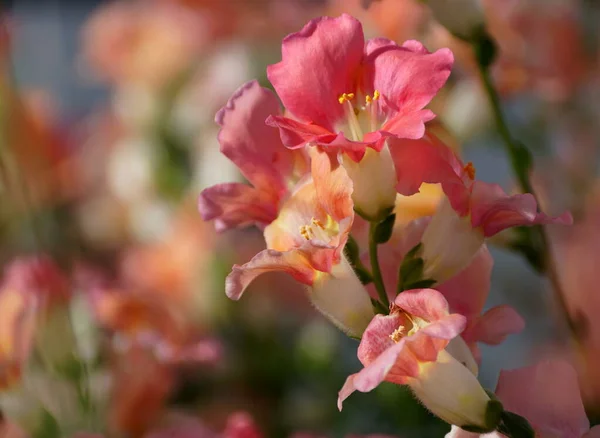 Belle couleur rose de fleurs Chantily Bronze Snapgradon — Photo