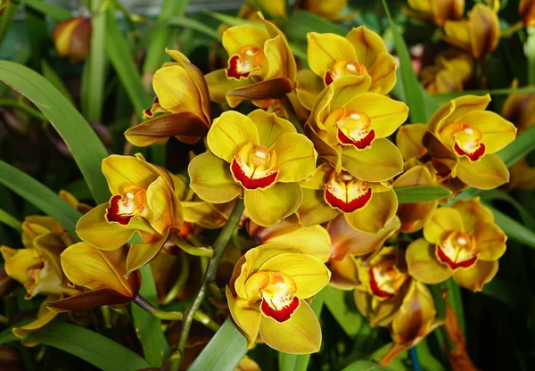 Krásná shluk žlutých a červených cymbidium orchidej květiny — Stock fotografie