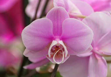 Phalaenopsis orkide çiçeğinin güzel mor rengi