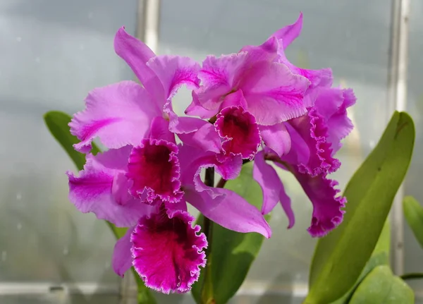 Belles fleurs d'orchidée pourpre clair et foncé — Photo