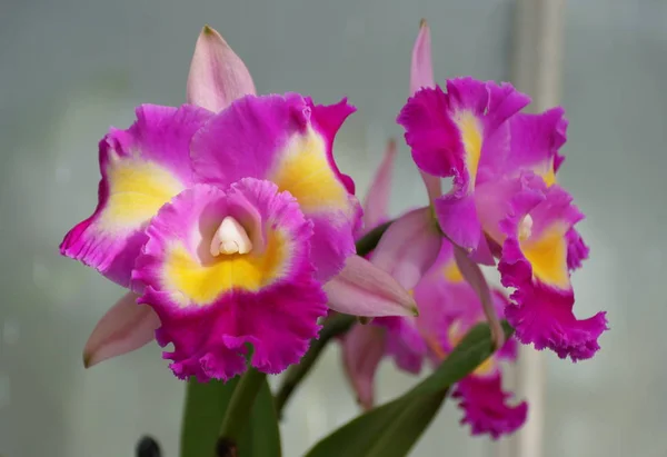 Светло-пурпурные и желтые орхидеи каттлея — стоковое фото