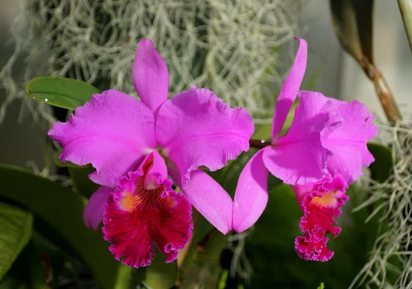 Schöne helle und dunkelviolette cattleya Orchideenblumen — Stockfoto