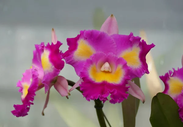 Belle couleur mixte pourpre et jaune des orchidées Miltoniopsis — Photo