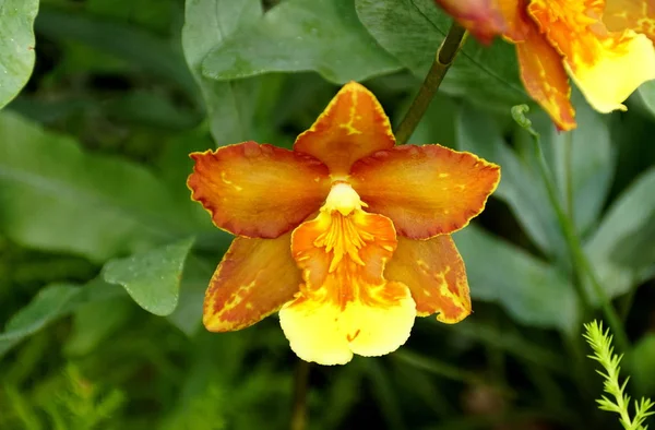 Hermosa flor de orquídea oncidium naranja y amarilla — Foto de Stock