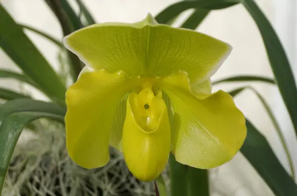 Belle couleur vert lime de fleur d'orchidée d'Oncidium — Photo