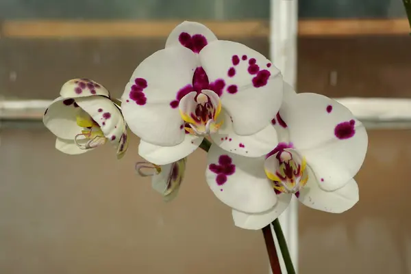 Bílá s fialovými tečkami, pestrobarevná falenopská orchidej — Stock fotografie